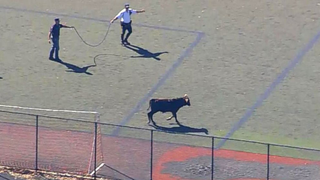 A Bull Meandered Around New York City for Several Hours Before Being Captured by Police